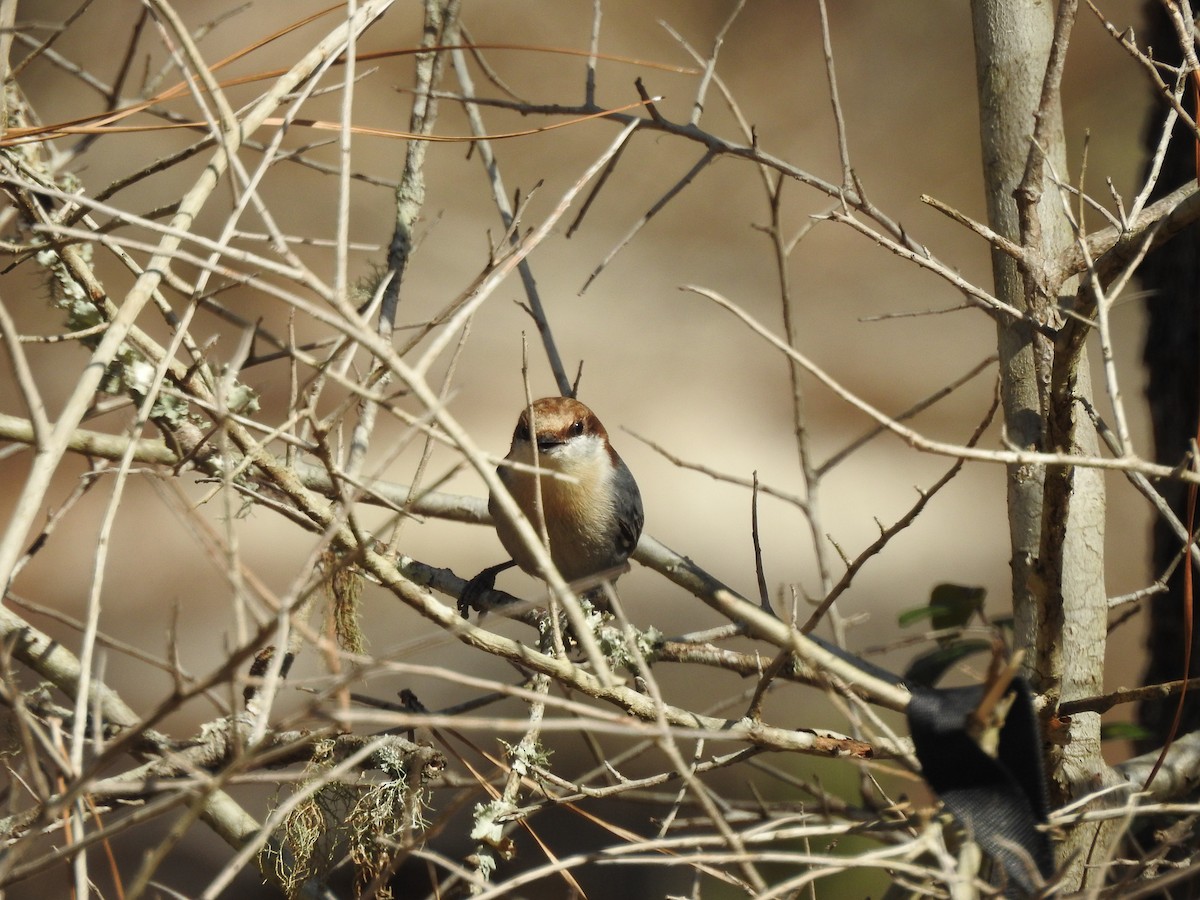 Brown-headed Nuthatch - ML617522656