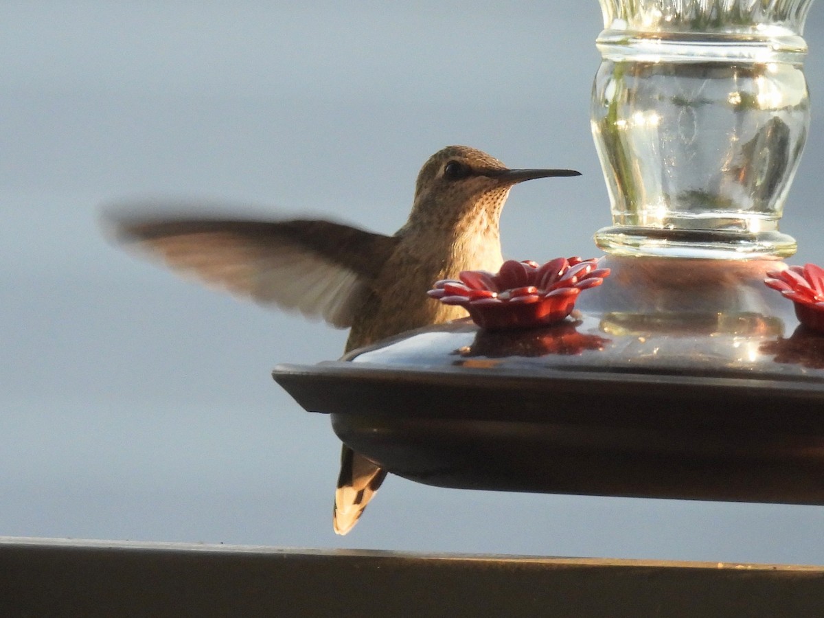 tanımsız Trochilidae sp. - ML617522675