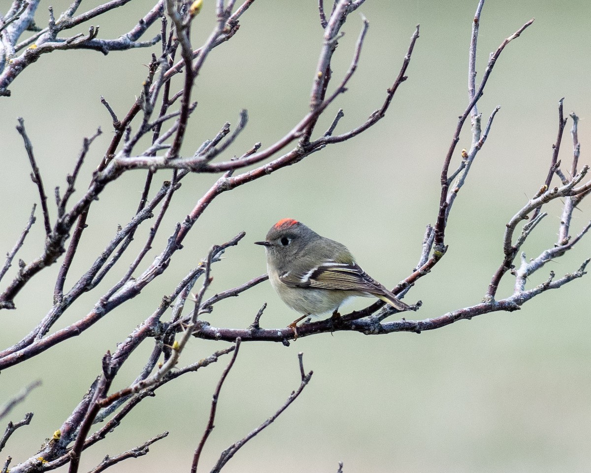 Ruby-crowned Kinglet - ML617522683