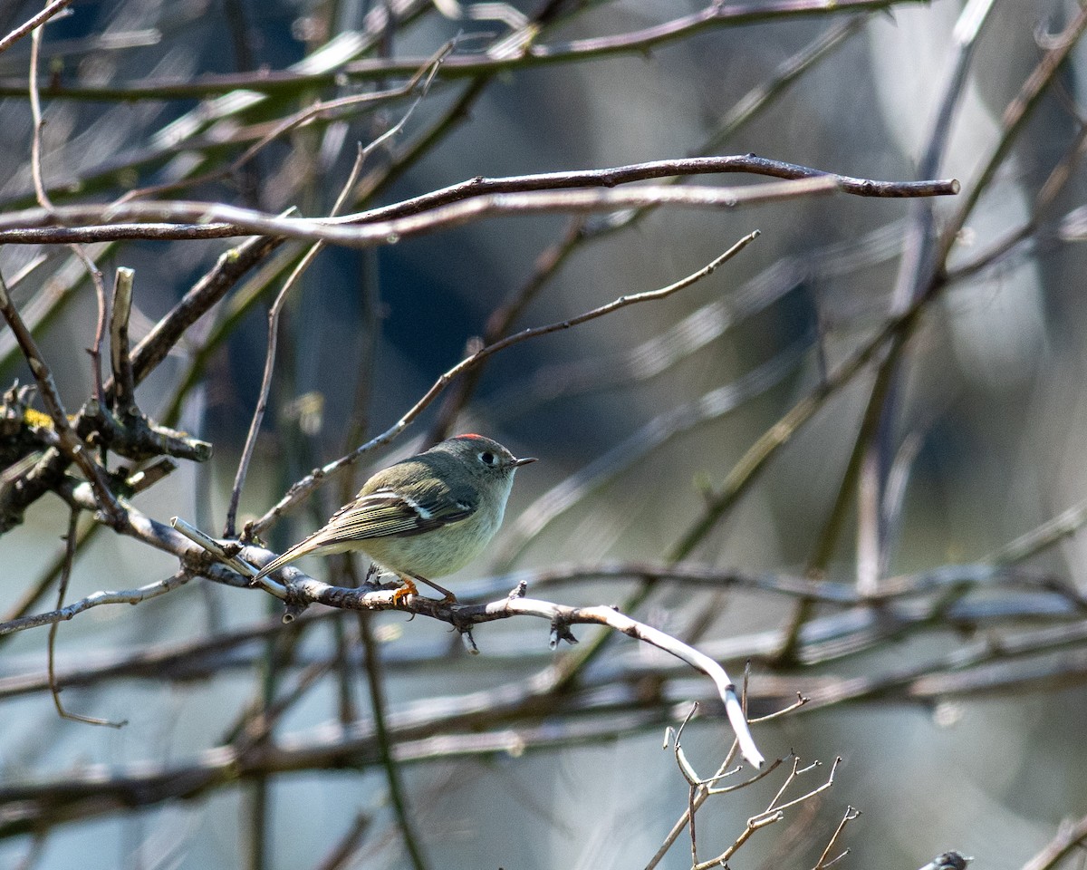 Ruby-crowned Kinglet - ML617522684