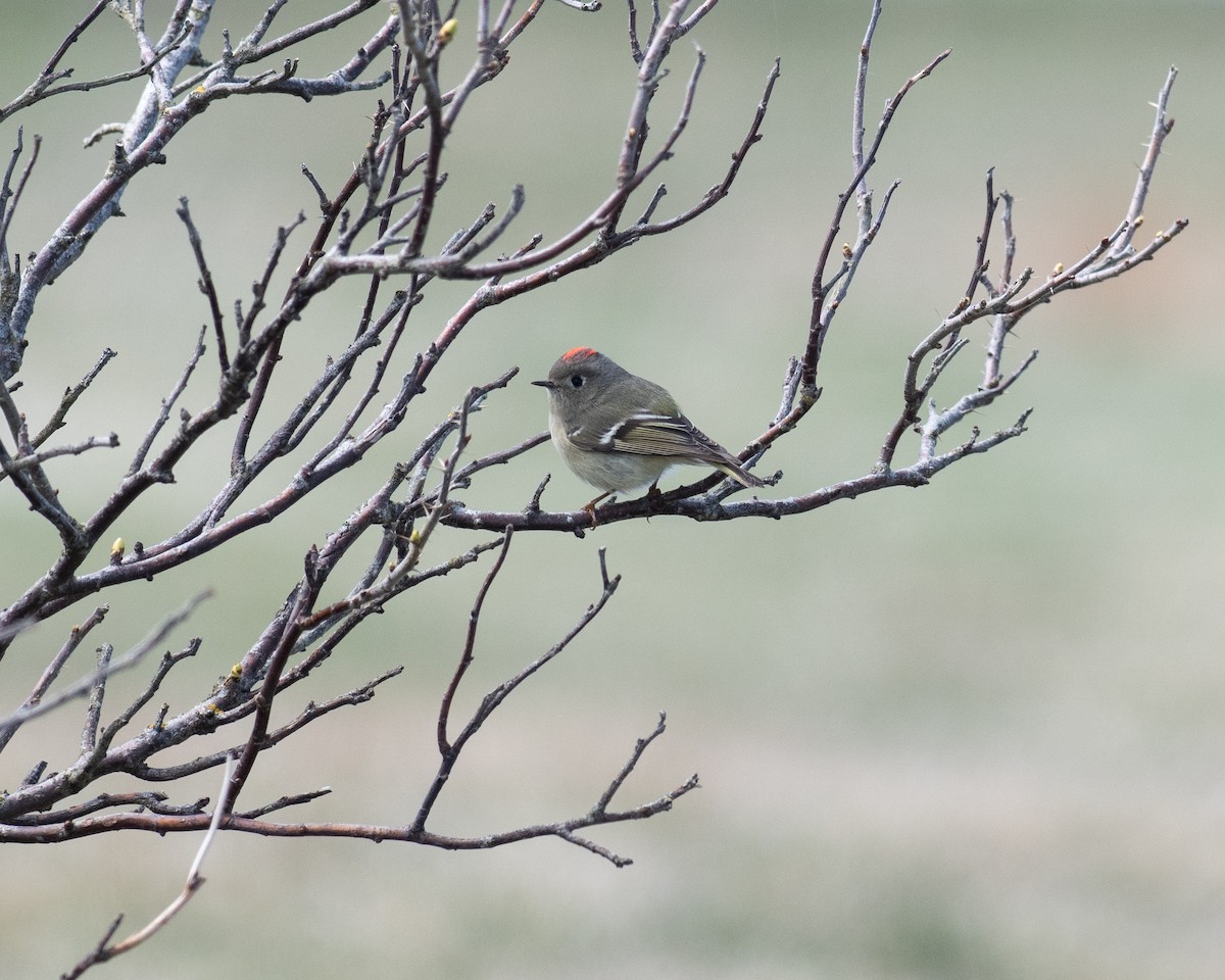 Ruby-crowned Kinglet - ML617522685