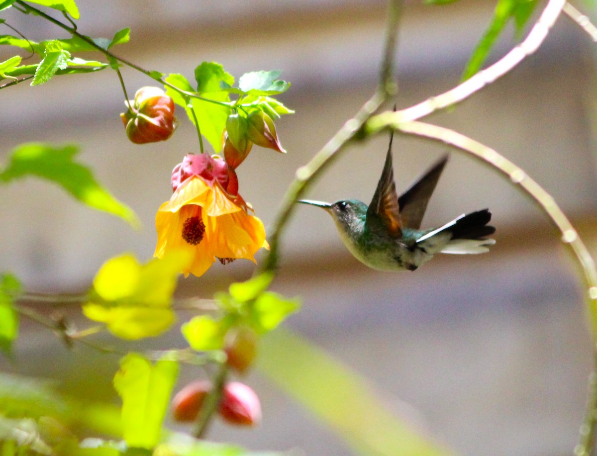 Black-bellied Hummingbird - Miska Nyul