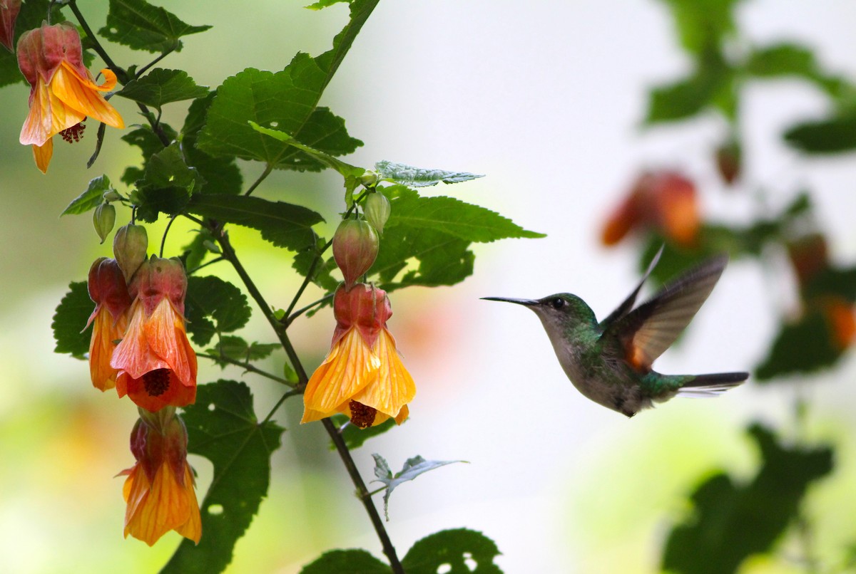 Black-bellied Hummingbird - Miska Nyul