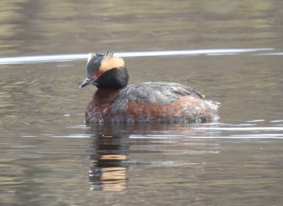 Horned Grebe - J. Kyron Hanson