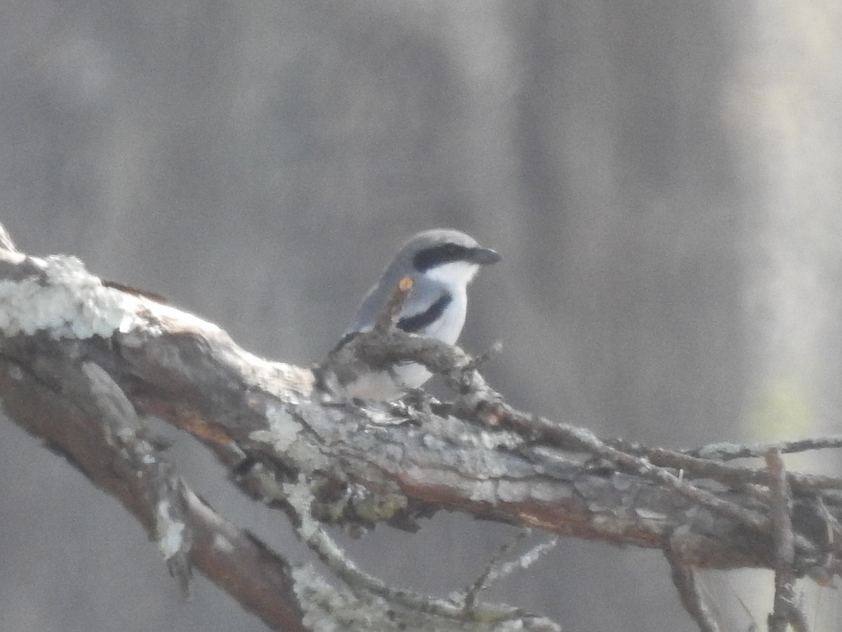 Loggerhead Shrike - Daniel Patterson