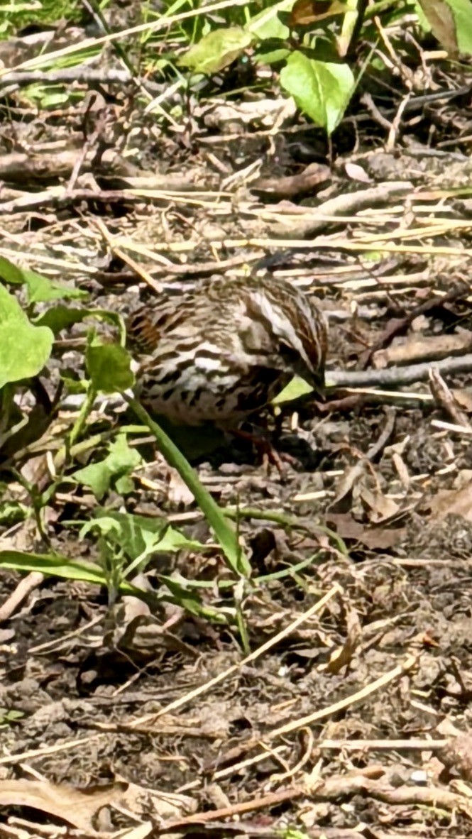 Song Sparrow - ML617522753