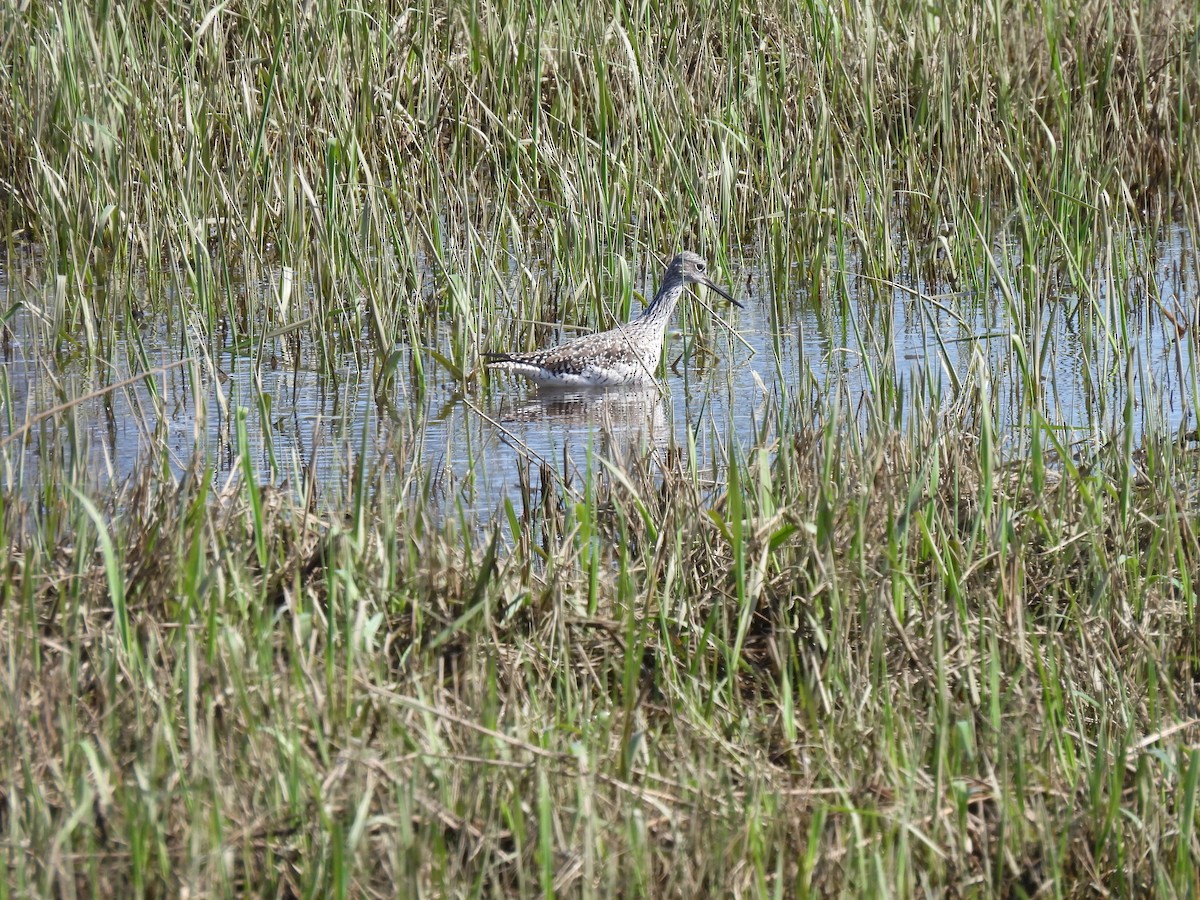 Greater Yellowlegs - ML617522762