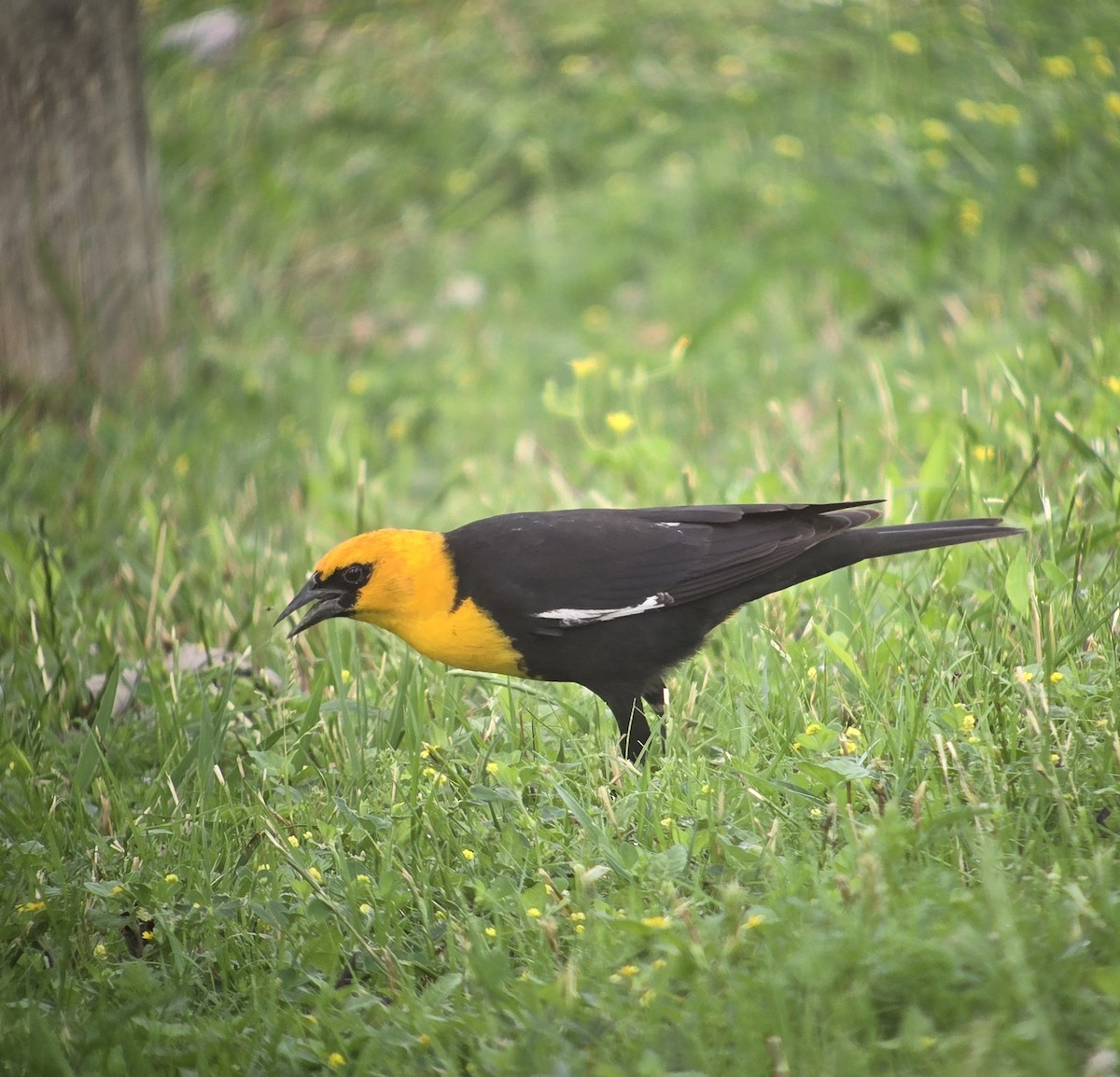 Yellow-headed Blackbird - ML617522779