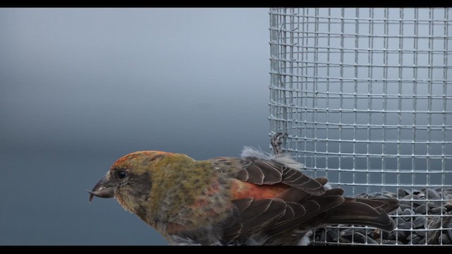 Red Crossbill - ML617522817