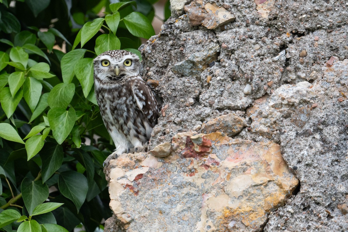 Хотны бүгээхэй - ML617522835