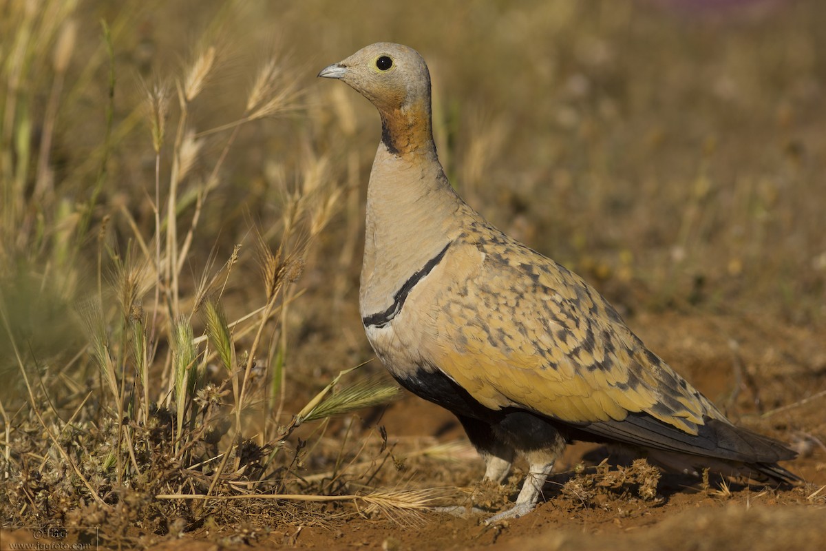 Black-bellied Sandgrouse - Javier Gómez González