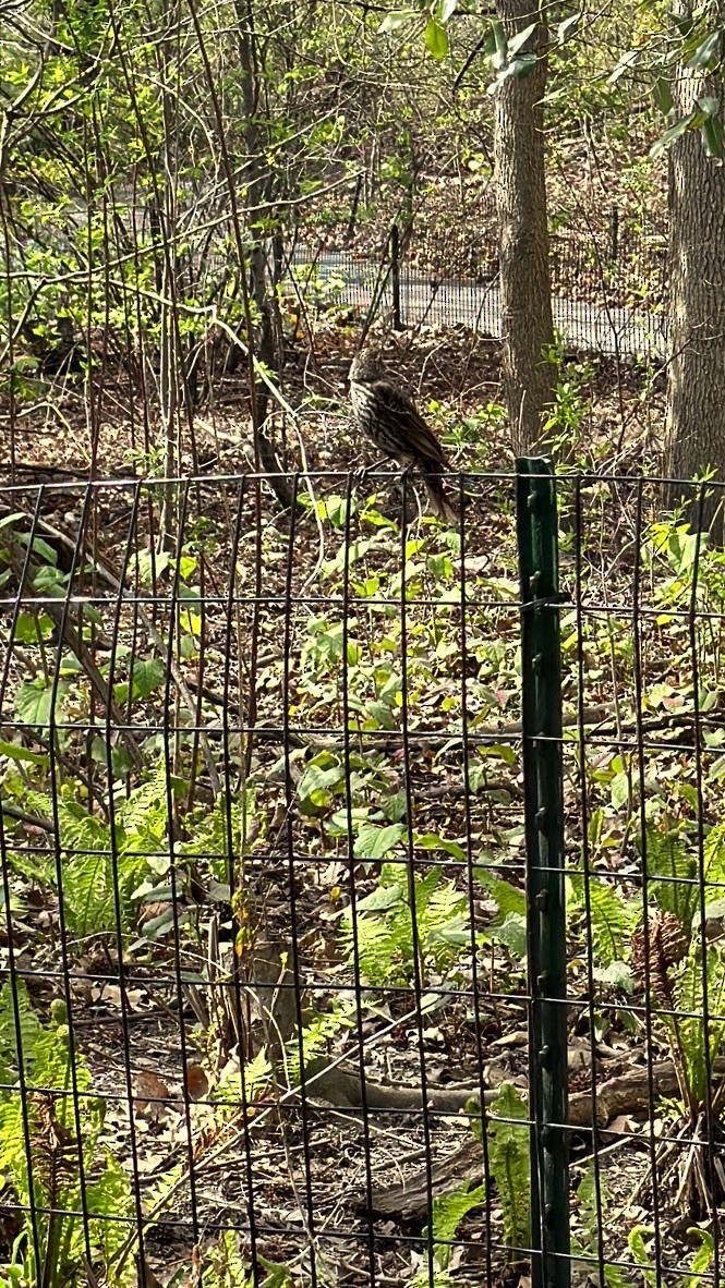 Song Sparrow - ML617522864