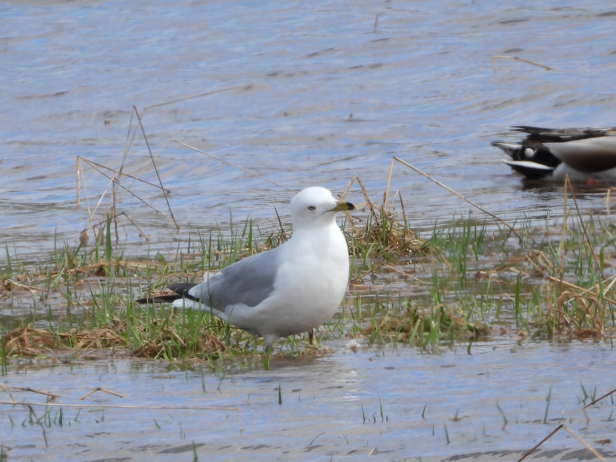 Ring-billed Gull - ML617522892