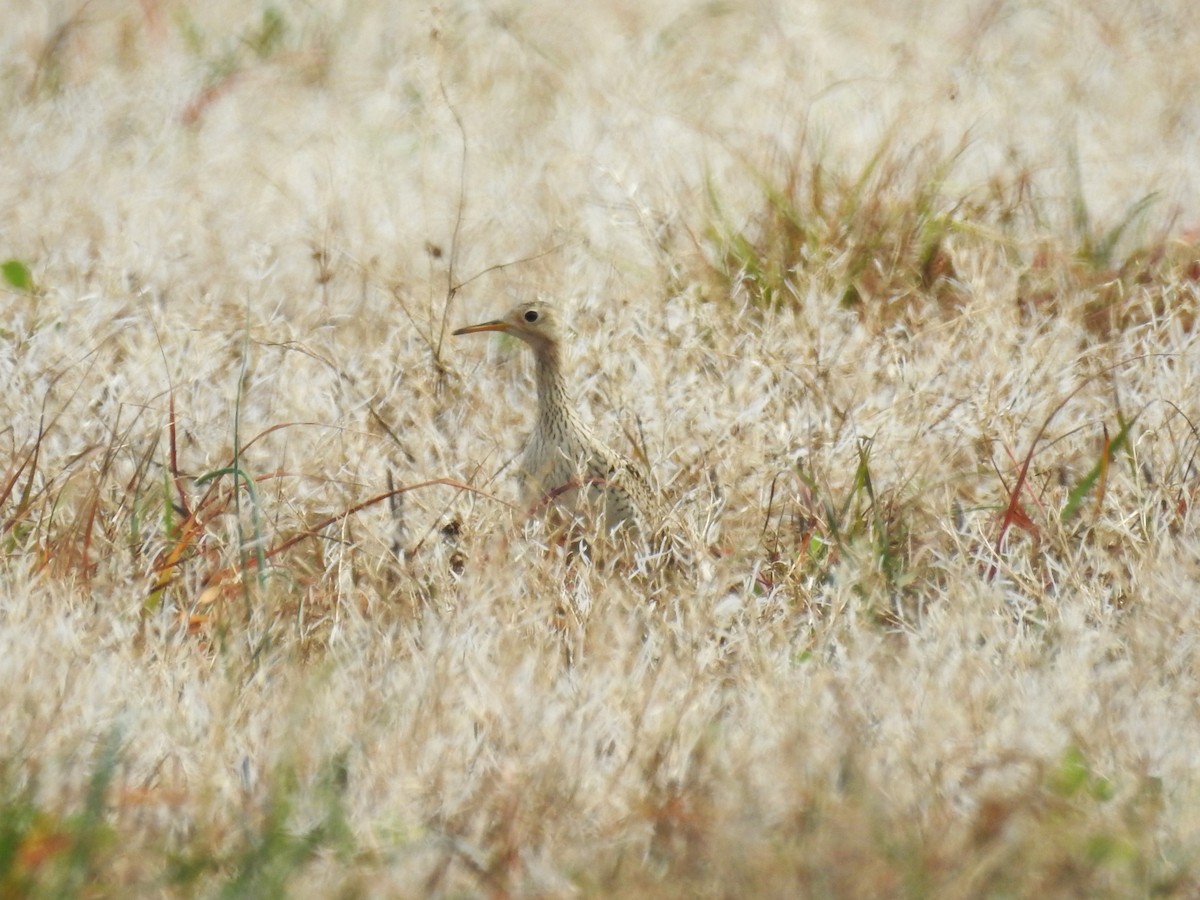 Upland Sandpiper - ML617522911