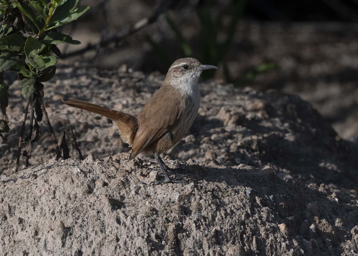 Straight-billed Earthcreeper - ML617522915