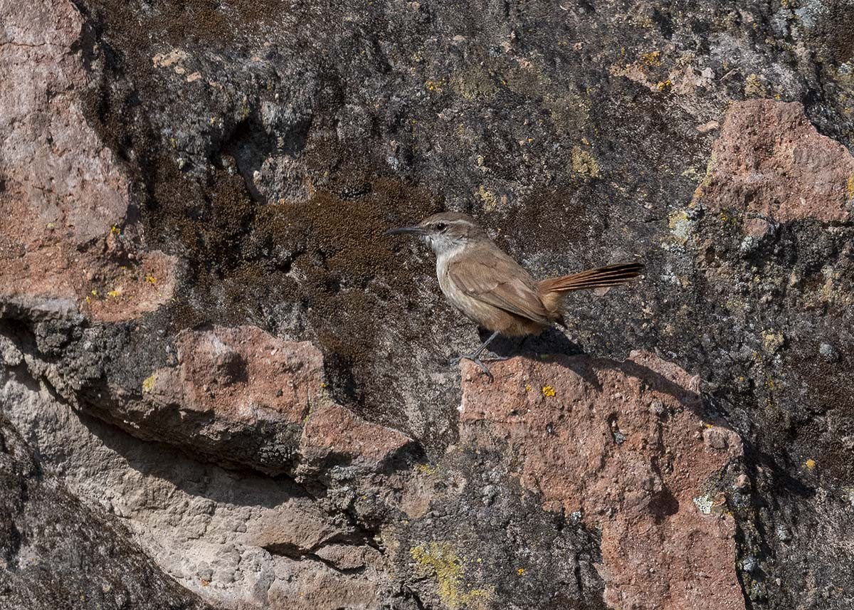 Straight-billed Earthcreeper - ML617522922