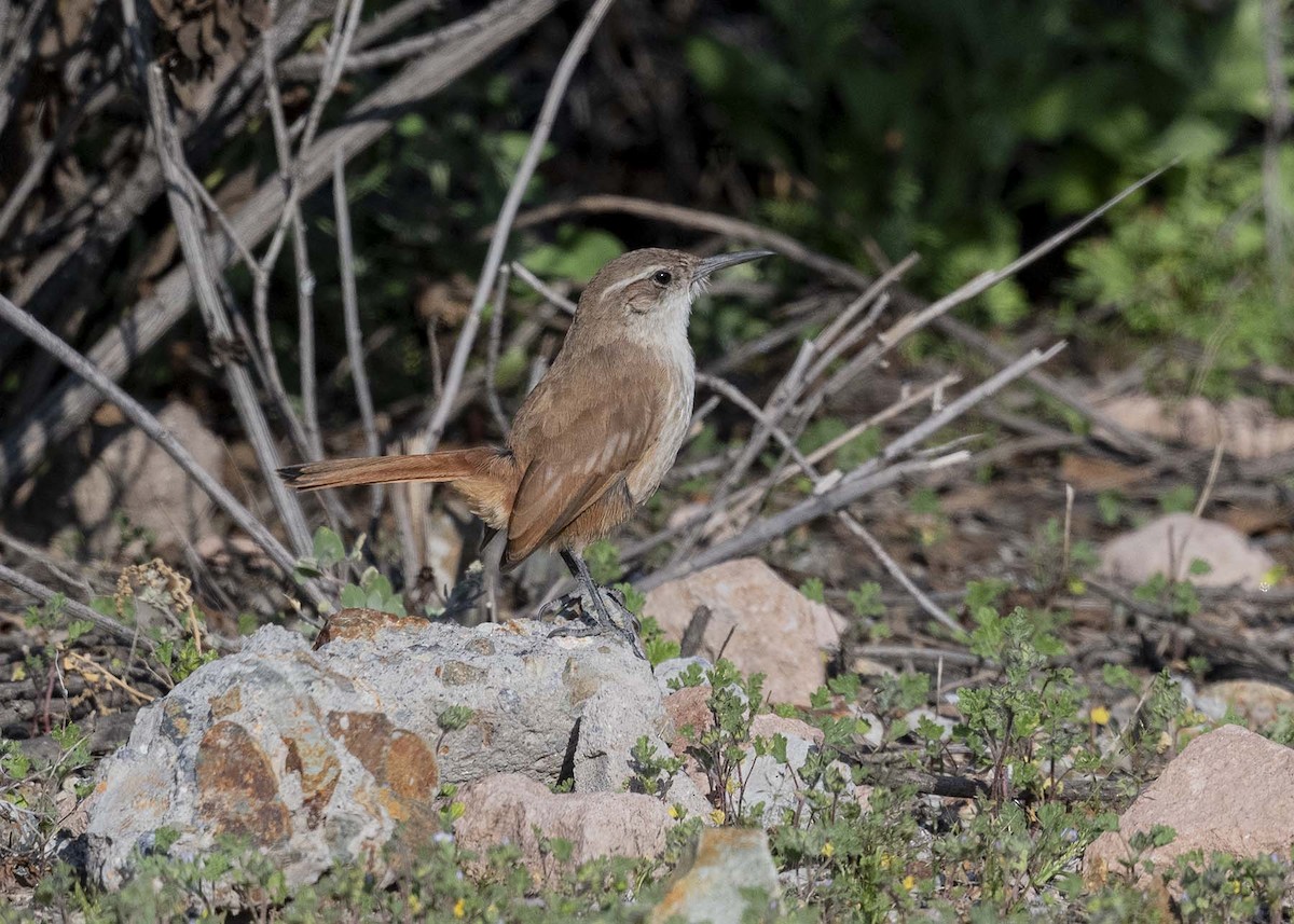 Straight-billed Earthcreeper - ML617522923