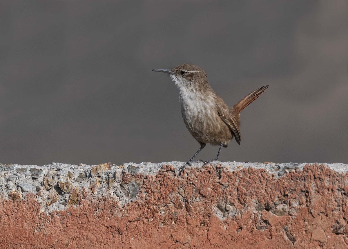 Straight-billed Earthcreeper - ML617522924