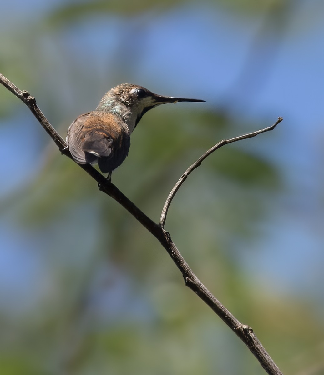 Black-throated Mango - ML617522990