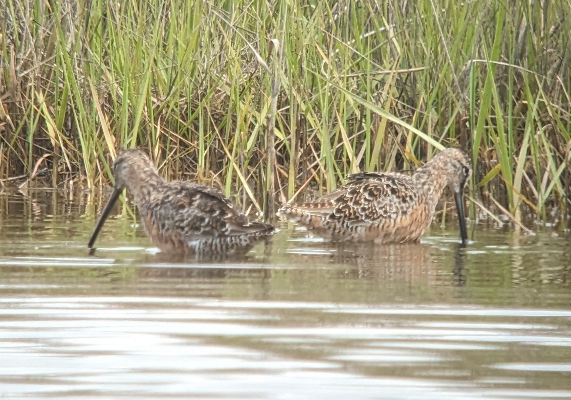 langnebbekkasinsnipe - ML617523033