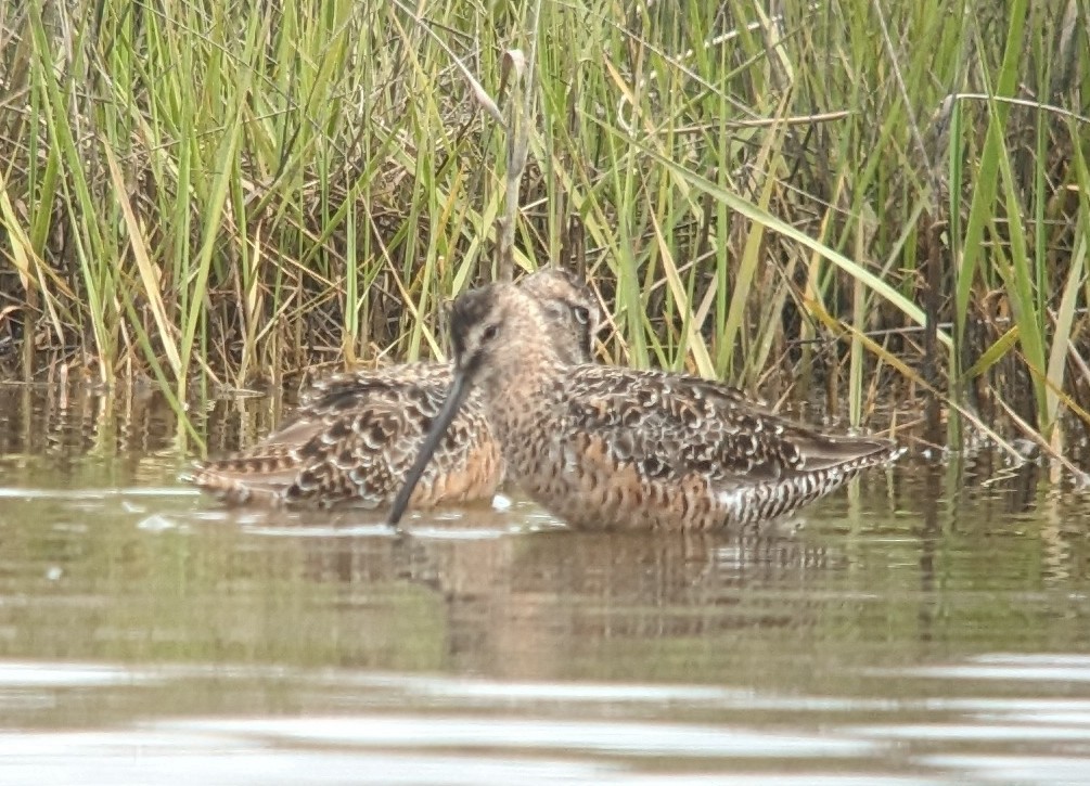 Long-billed Dowitcher - Michelle Gianvecchio