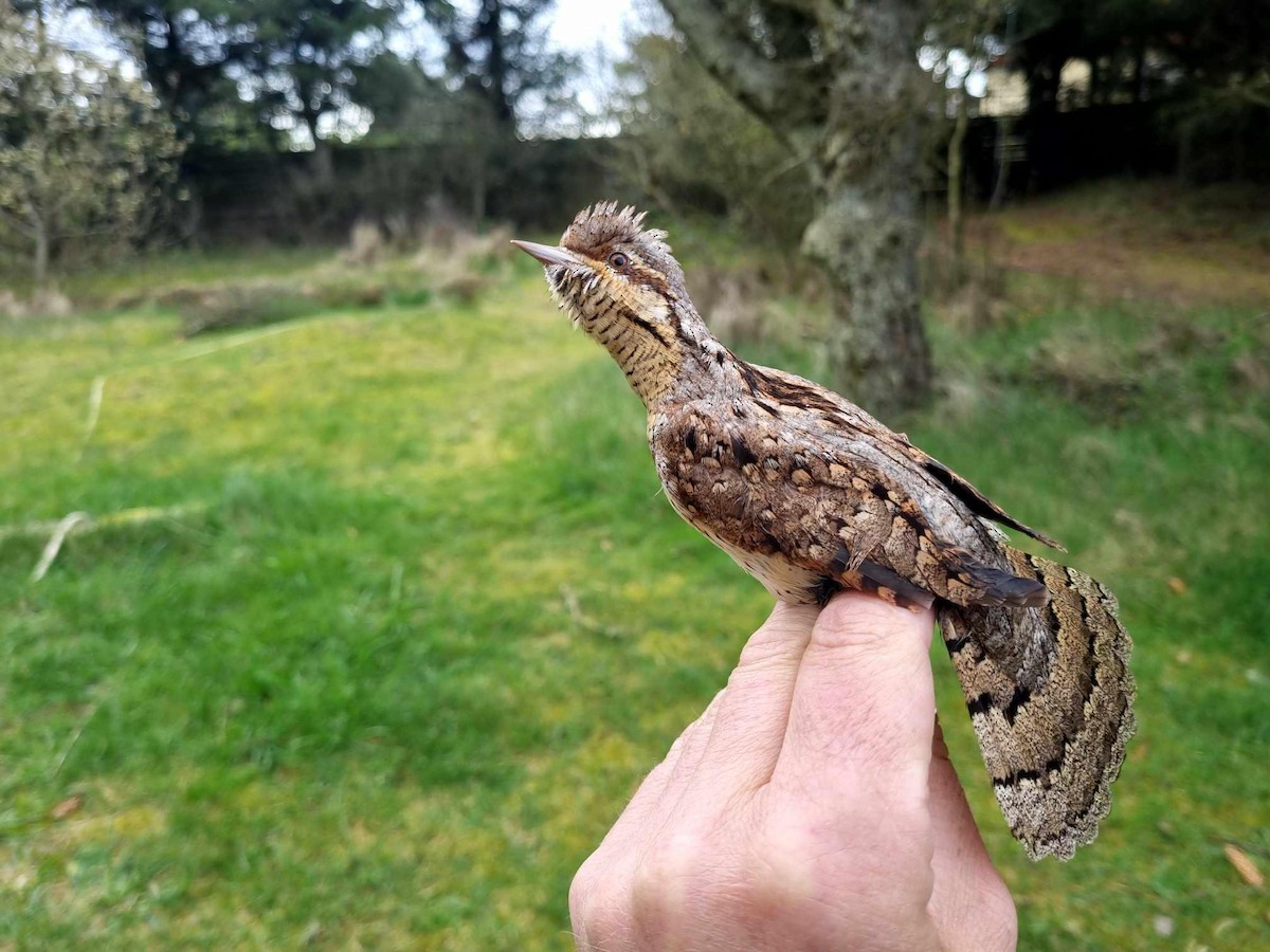 Eurasian Wryneck - ML617523038