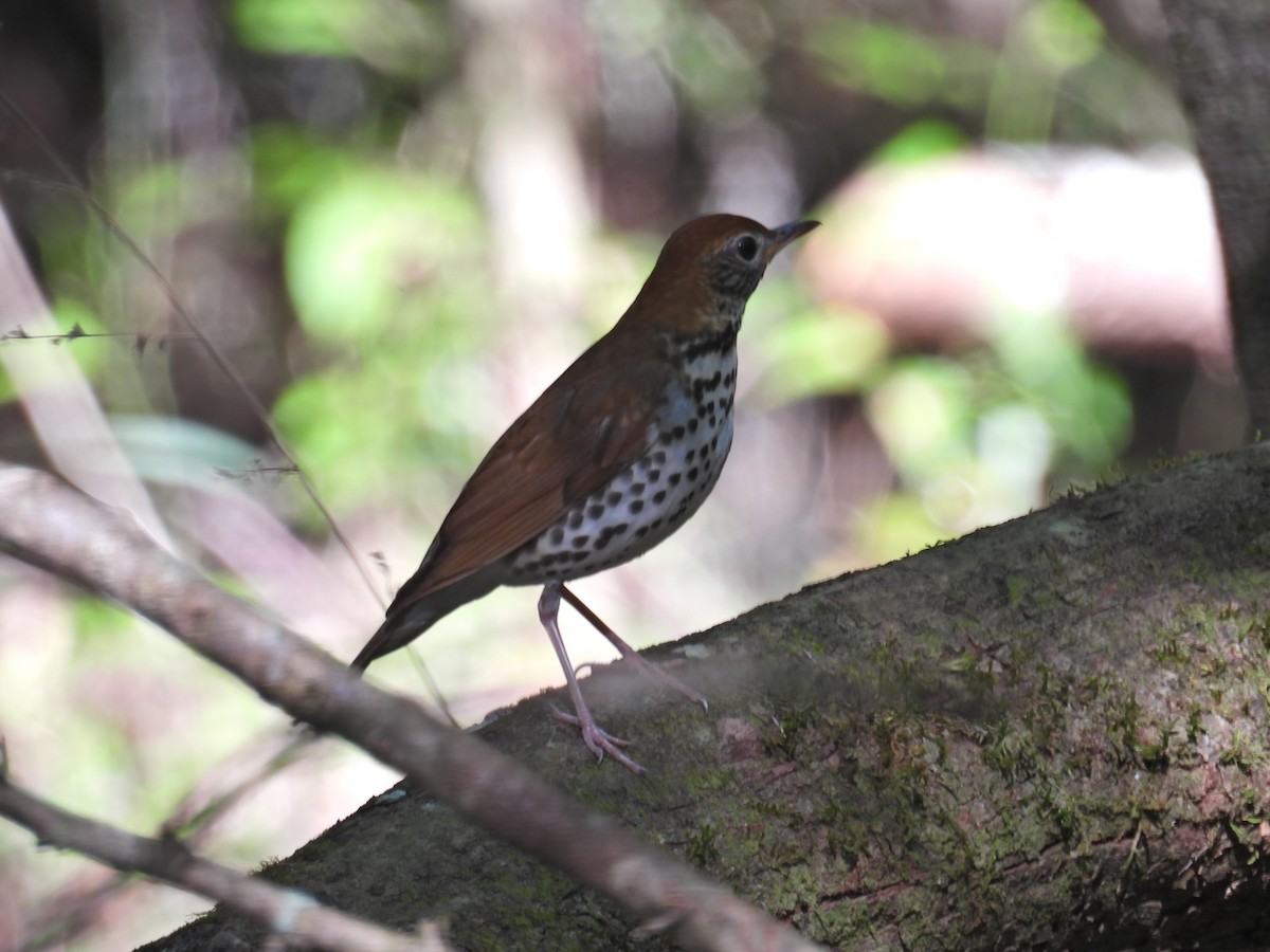 Wood Thrush - ML617523041