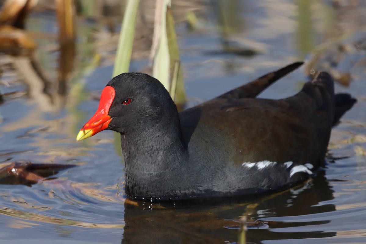 Eurasian Moorhen - ML617523049