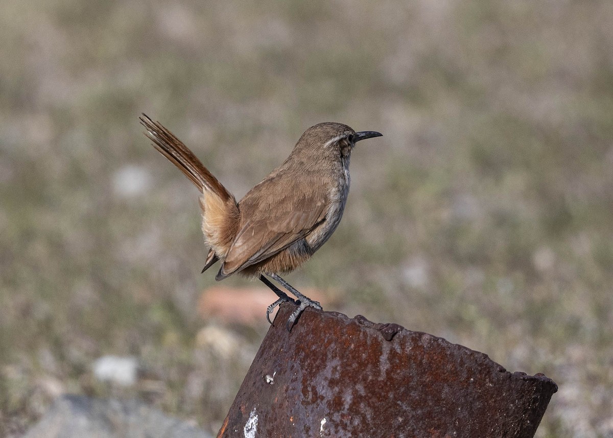 Straight-billed Earthcreeper - ML617523054