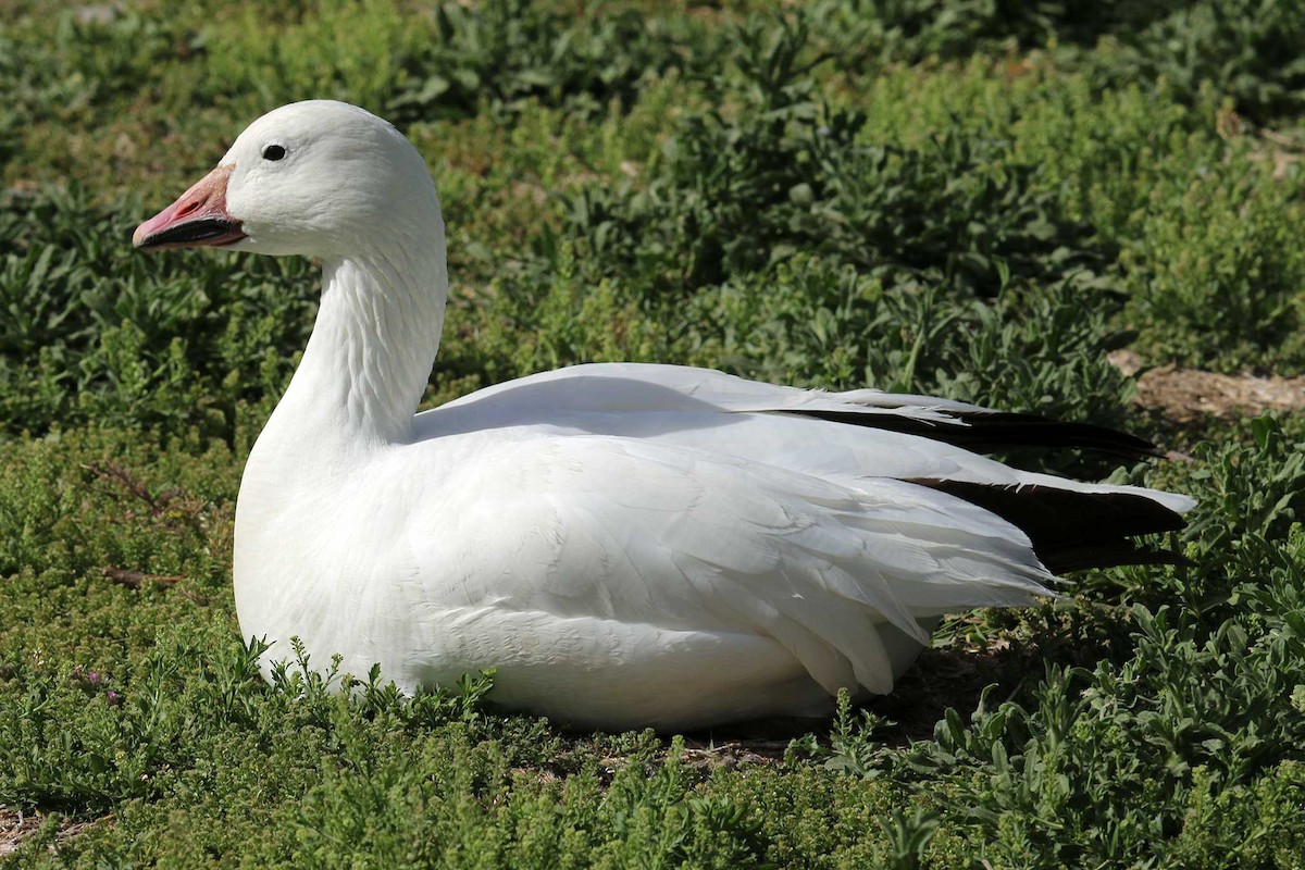 Snow Goose - ML617523061