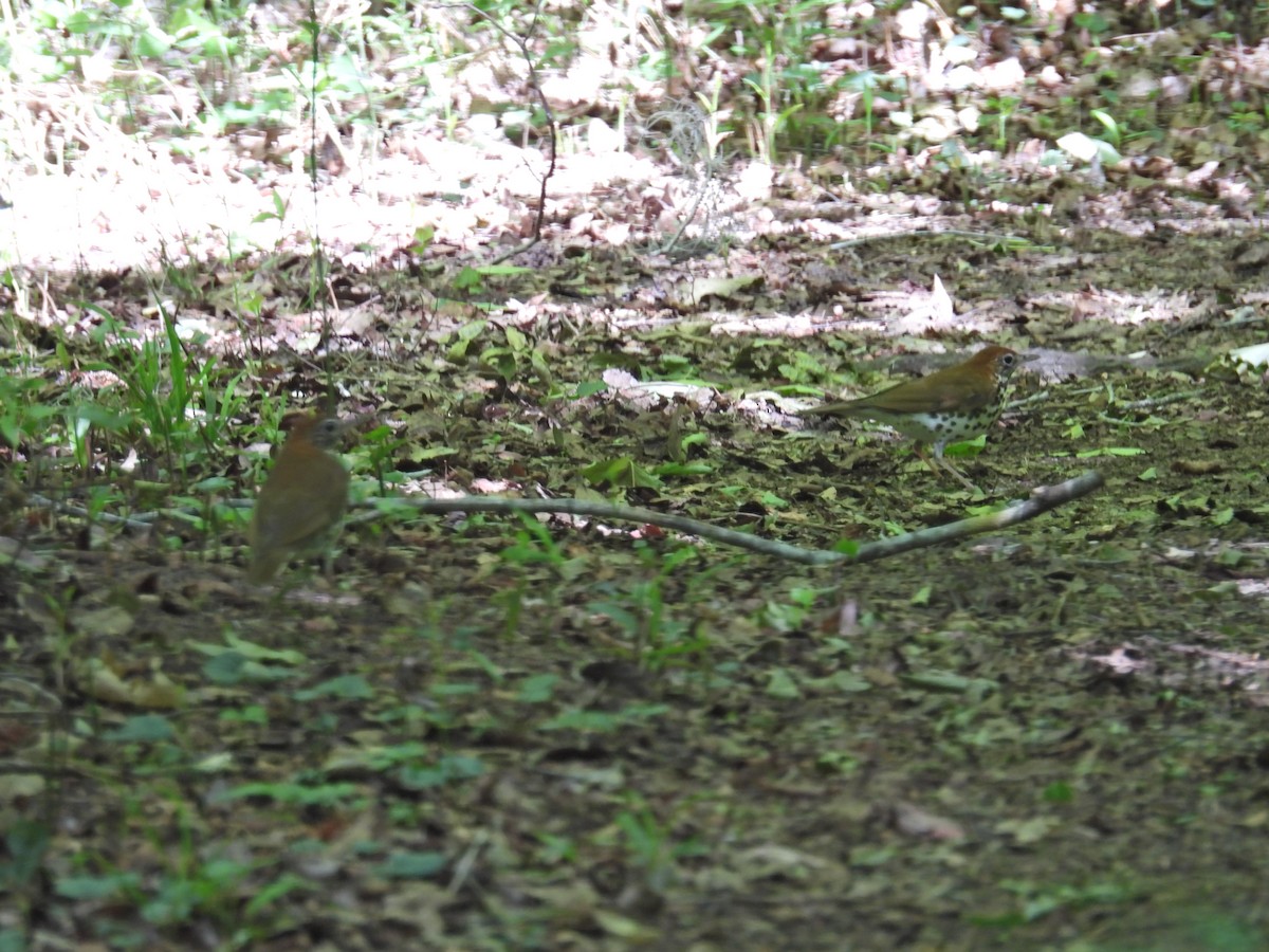 Wood Thrush - ML617523079