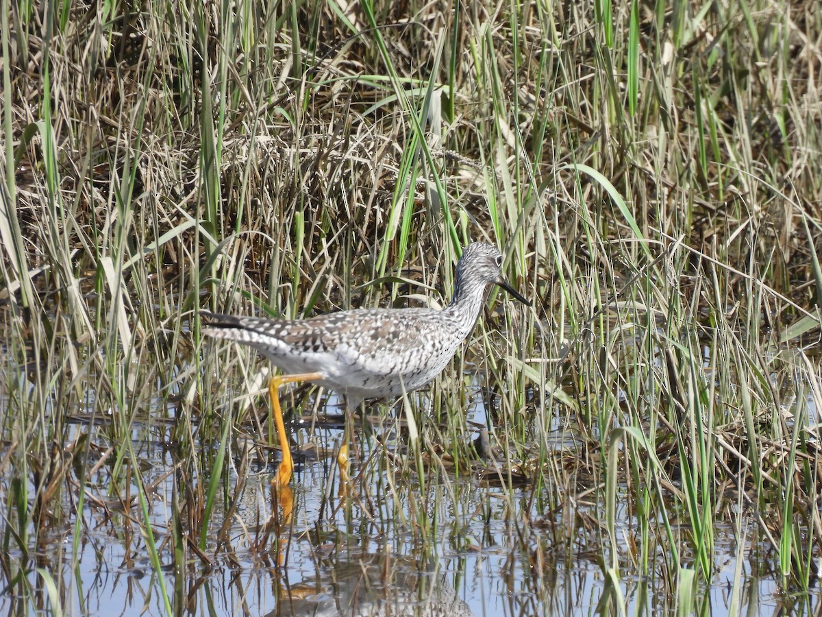 Greater Yellowlegs - Pete Sibner