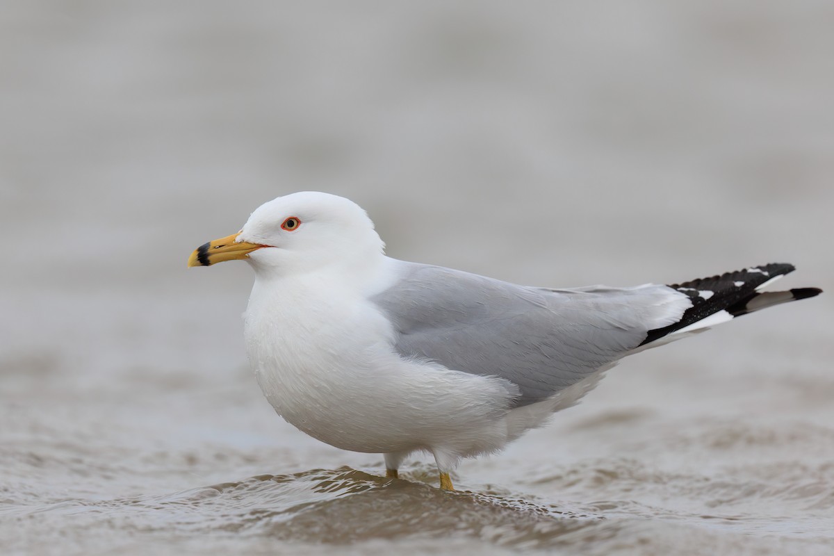 Ring-billed Gull - Brian Stahls