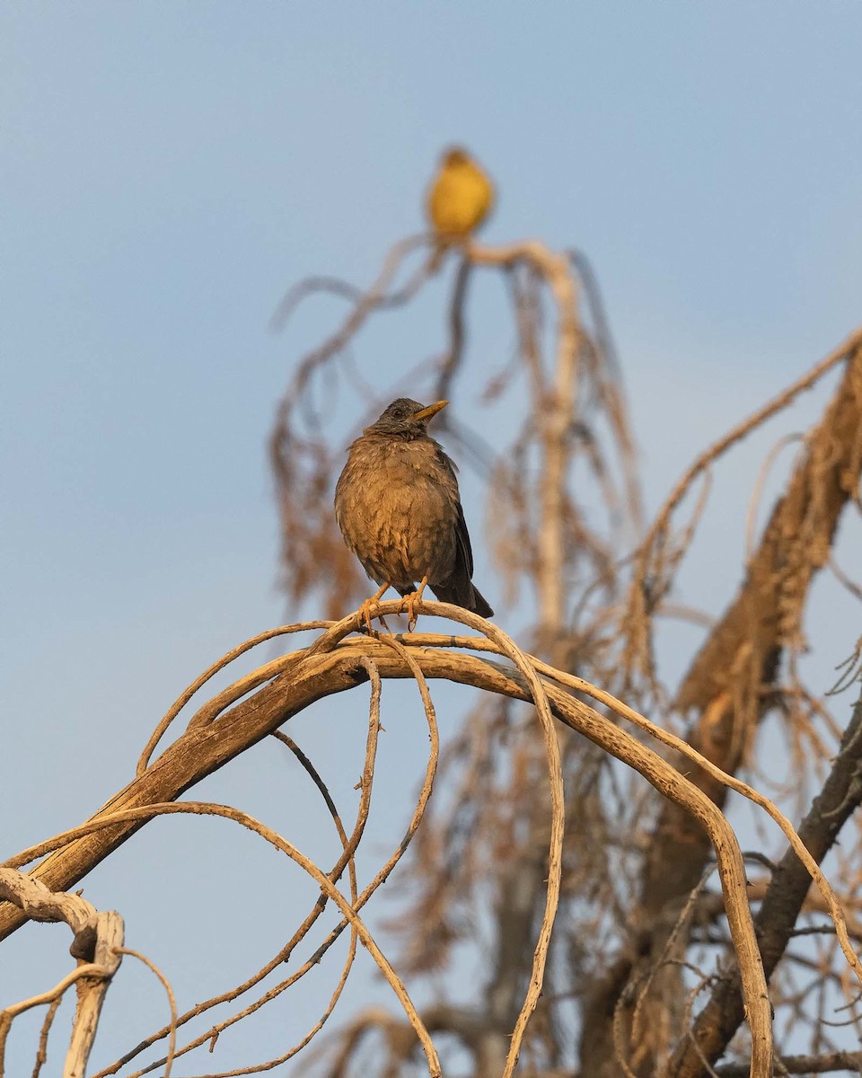 Chiguanco Thrush - ML617523109