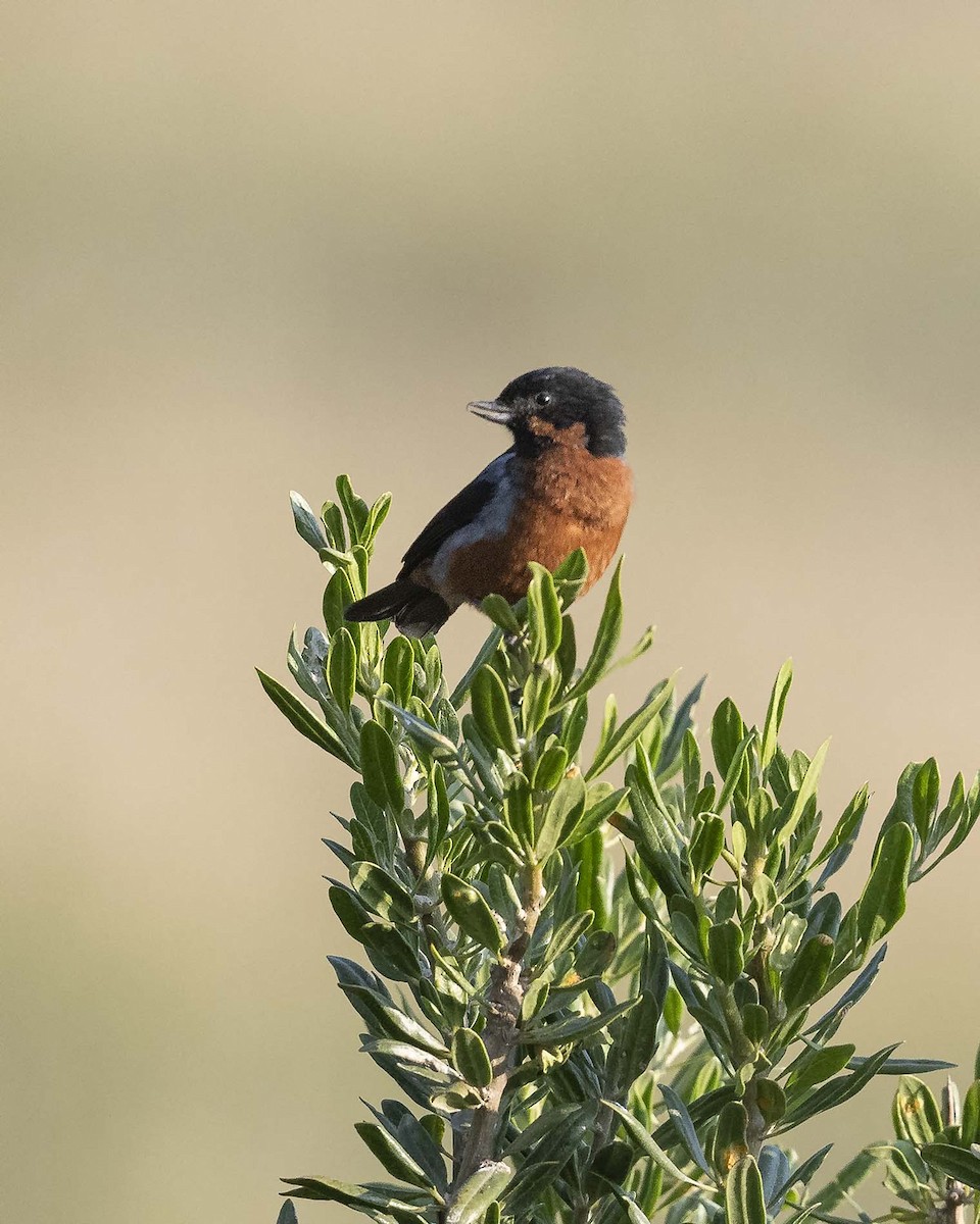 Black-throated Flowerpiercer - ML617523124