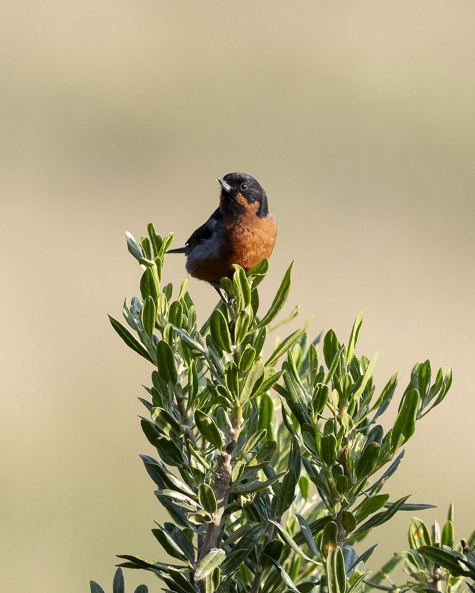 Black-throated Flowerpiercer - ML617523125