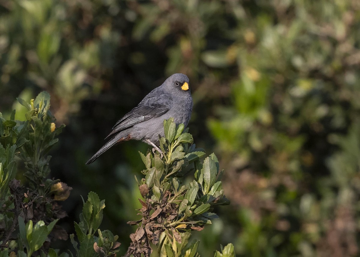 Band-tailed Seedeater - ML617523165