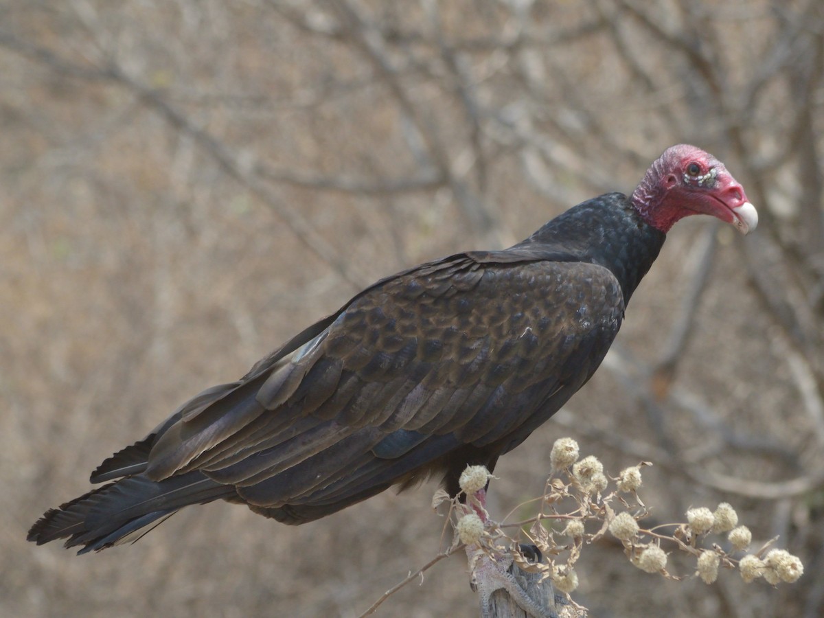 Turkey Vulture - José Rodriguez Flores