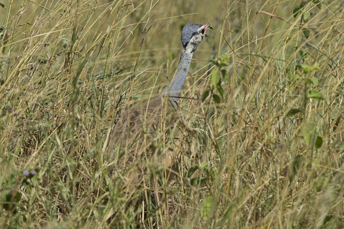 White-bellied Bustard - ML617523219