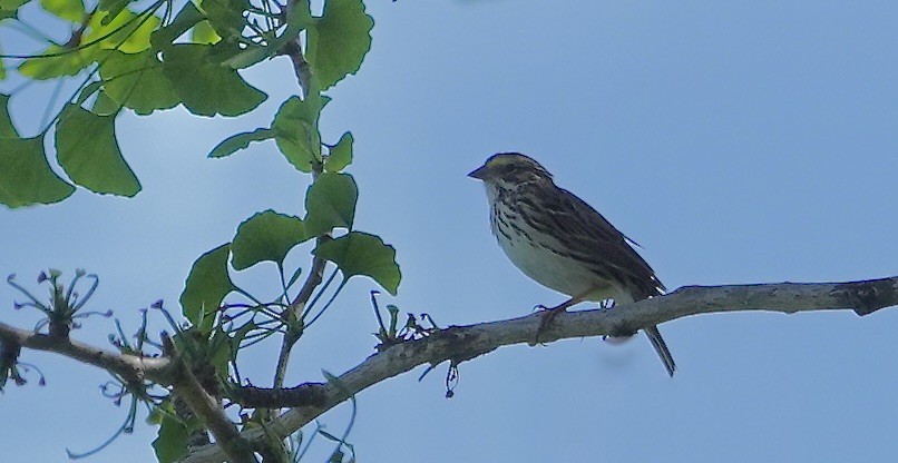 Savannah Sparrow - ML617523220