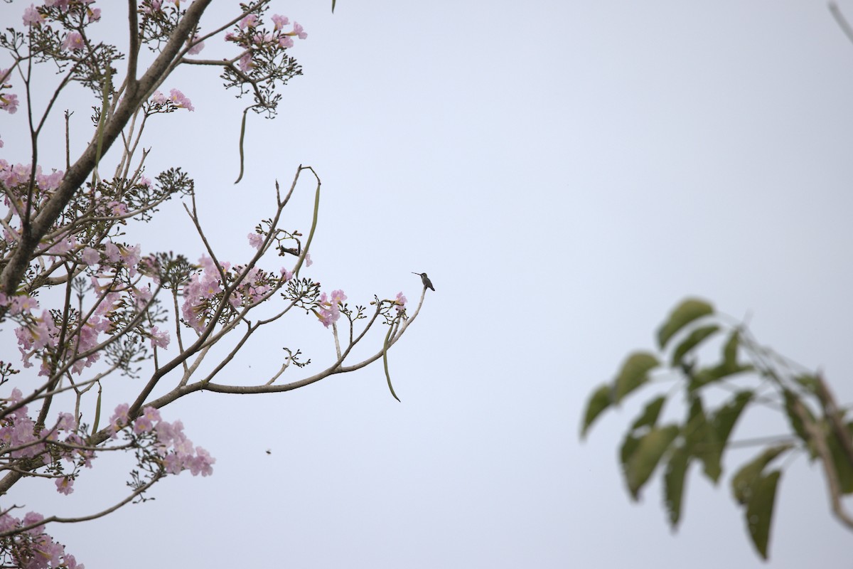 Long-billed Starthroat - ML617523224