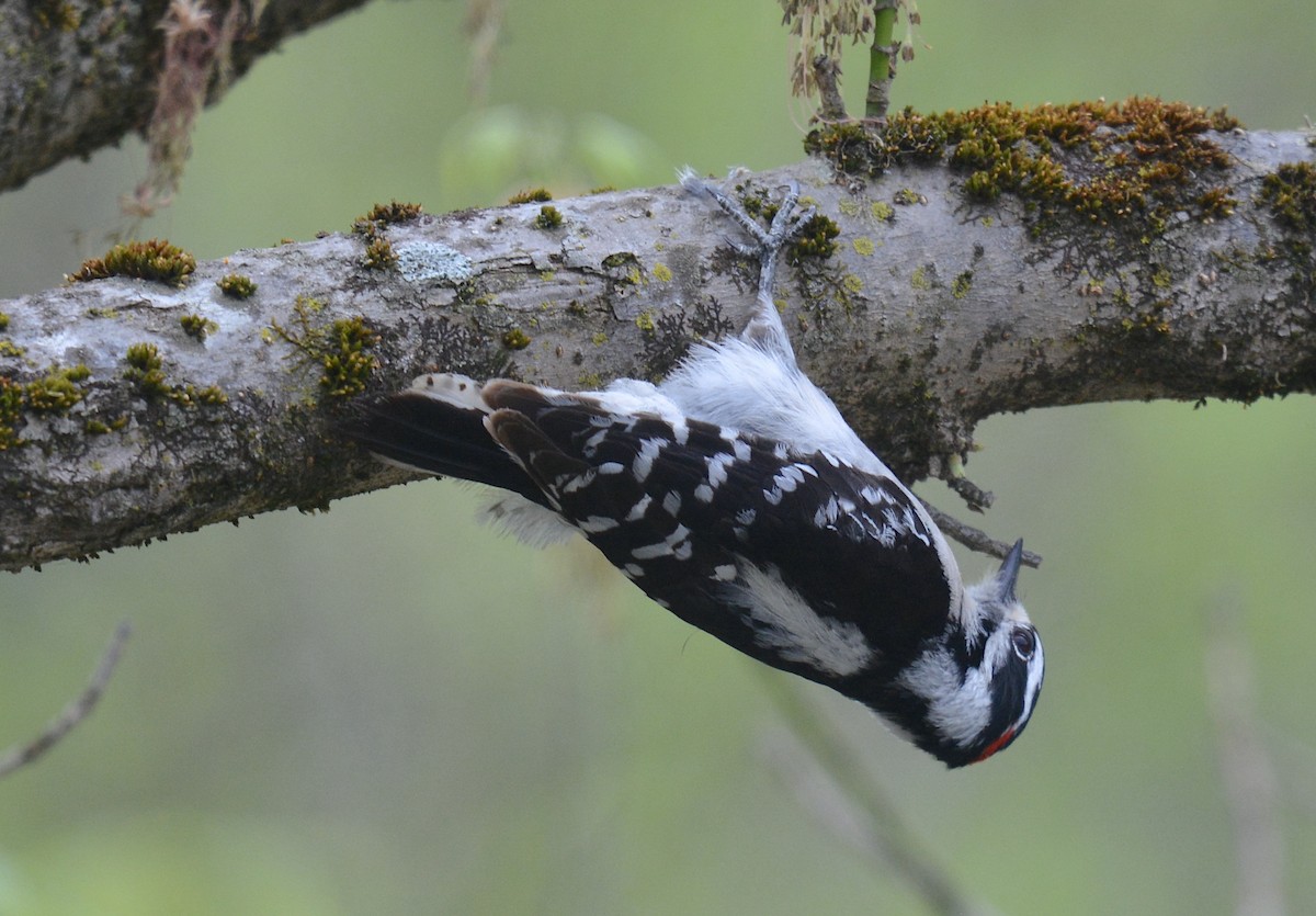 Downy Woodpecker (Eastern) - ML617523248
