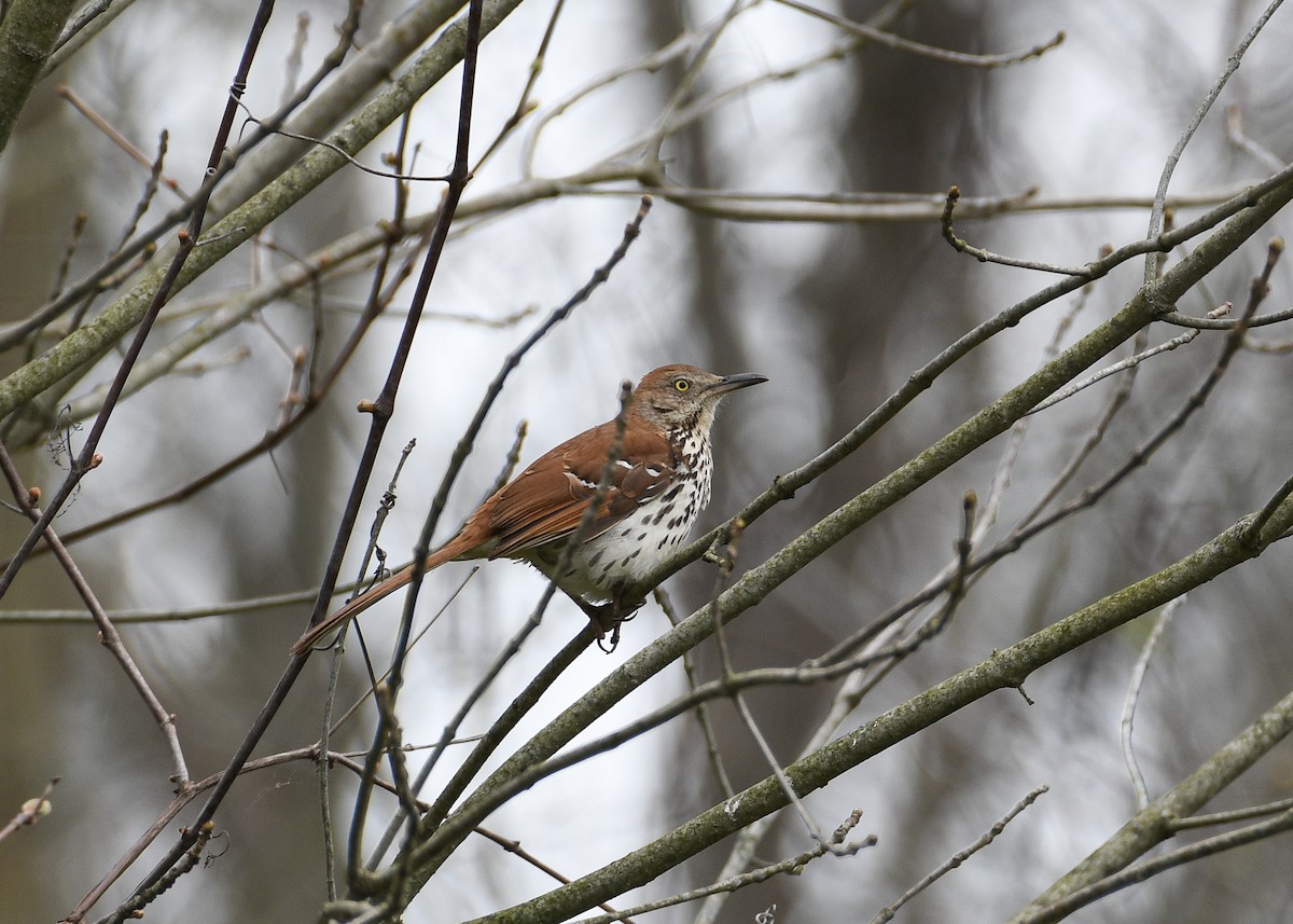 Brown Thrasher - ML617523268