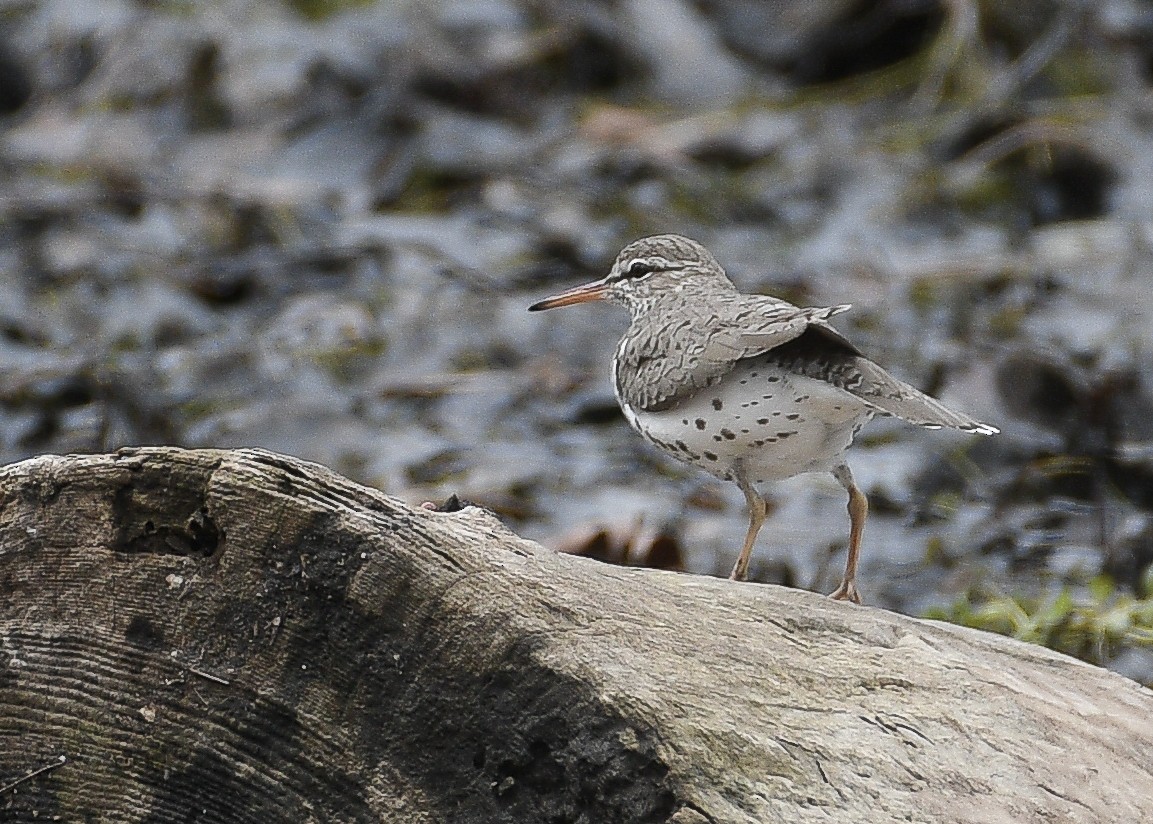 Spotted Sandpiper - Don Keffer