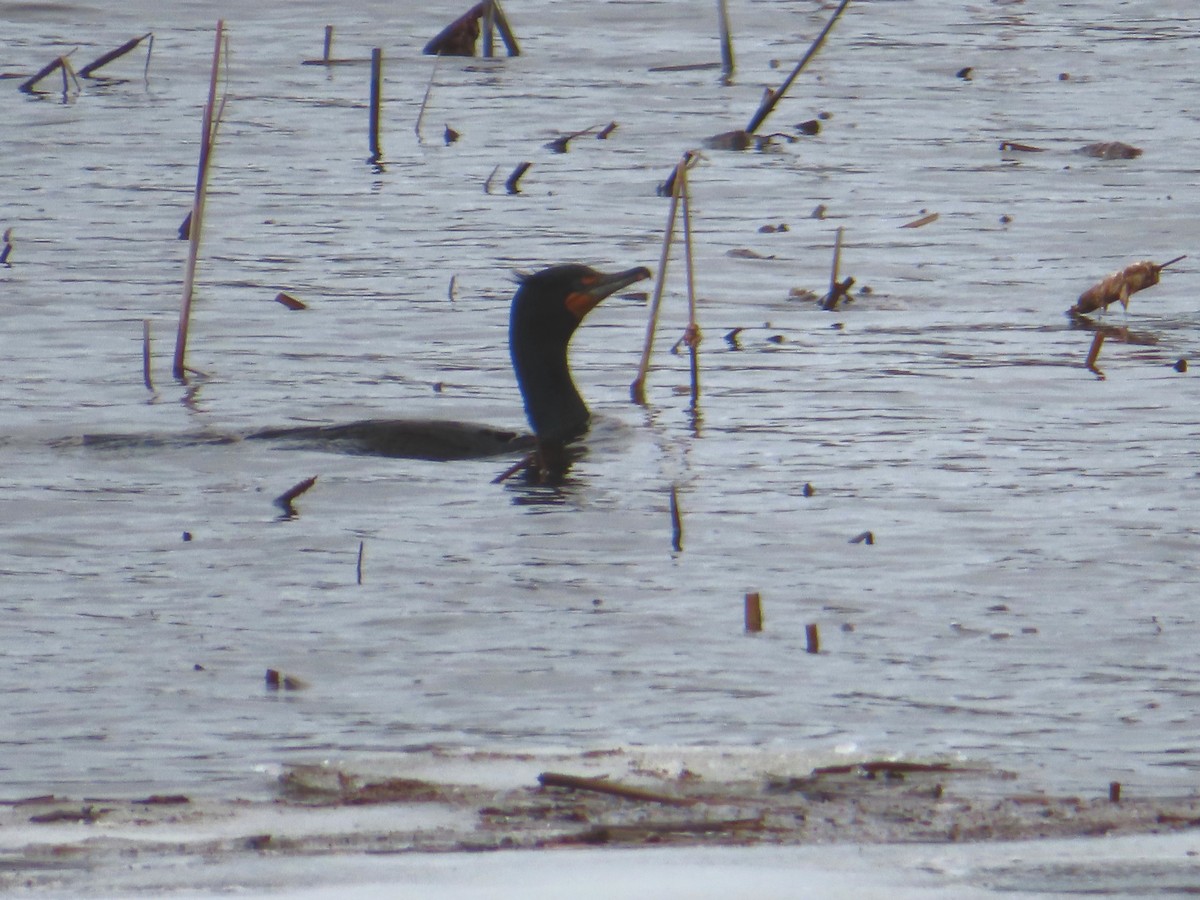 Double-crested Cormorant - ML617523297