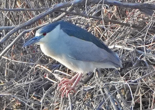 Black-crowned Night Heron - ML617523302