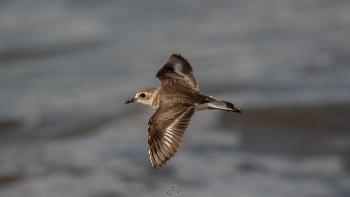 Kentish Plover - ML617523320