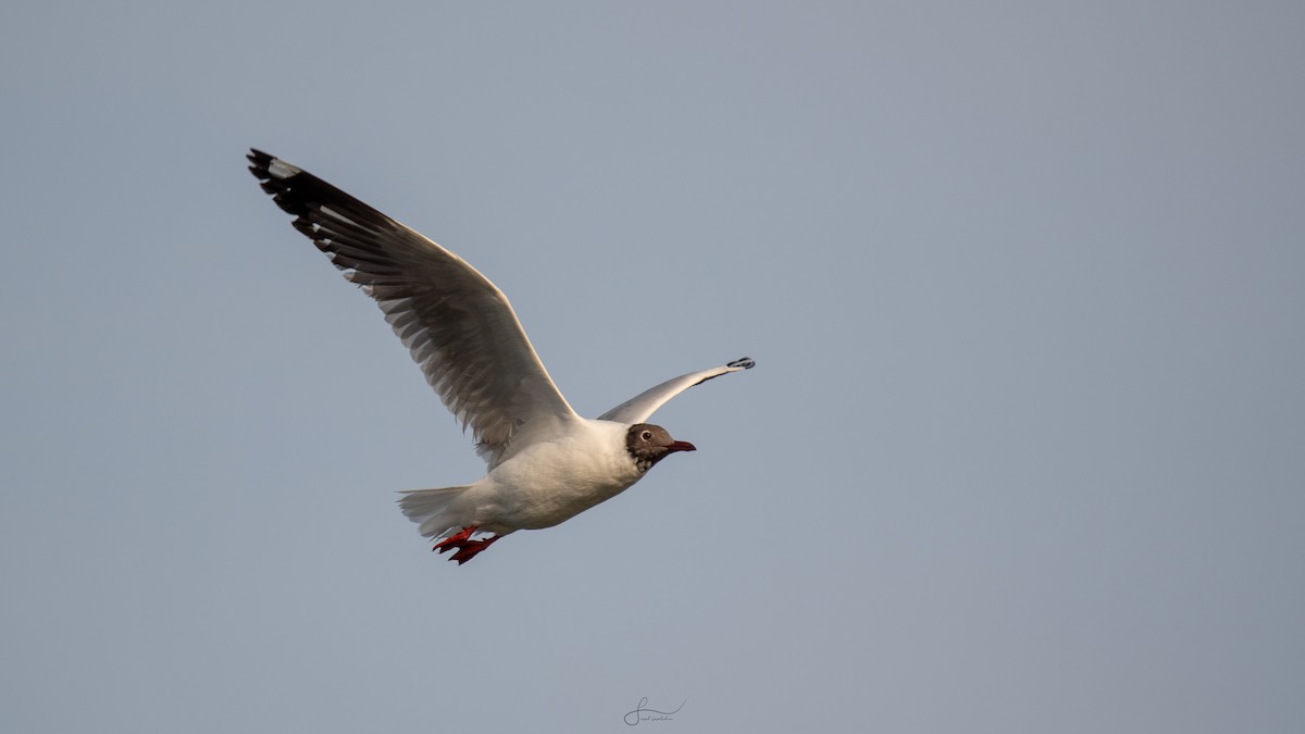 Black-headed Gull - ML617523350