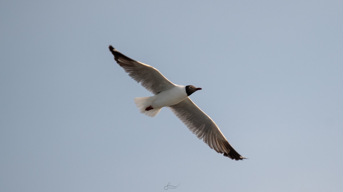 Brown-headed Gull - ML617523378