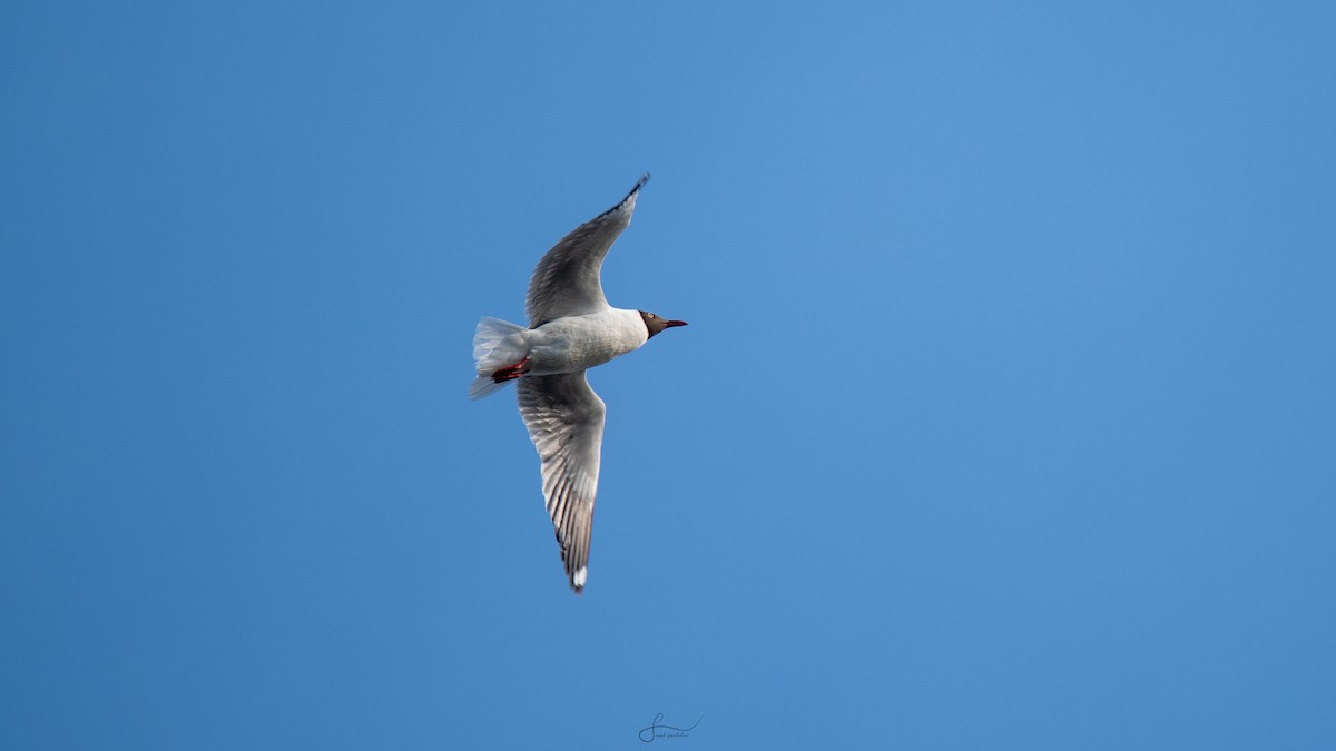 Brown-headed Gull - ML617523379